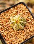 Euphorbia meloformis variegated - Vivid Root