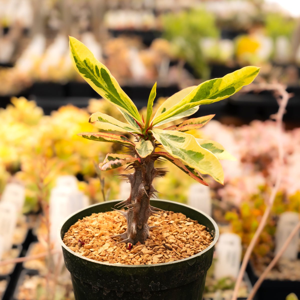 Euphorbia milii f. variegata 'Crown of Thorns' - Vivid Root