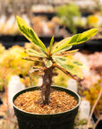 Euphorbia milii f. variegata 'Crown of Thorns' - Vivid Root