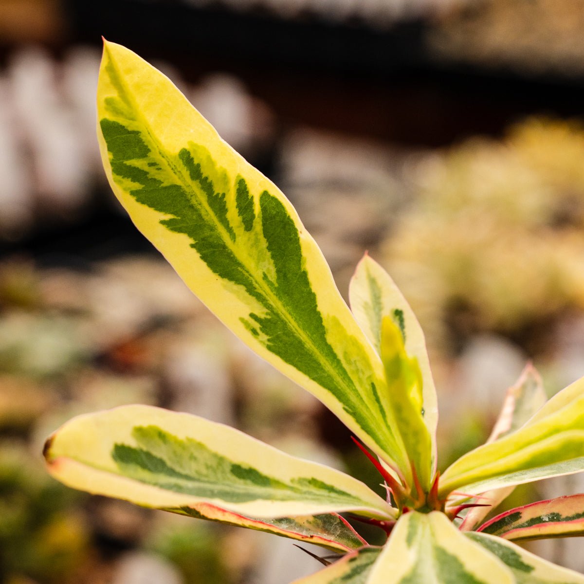 Euphorbia milii f. variegata 'Crown of Thorns' - Vivid Root
