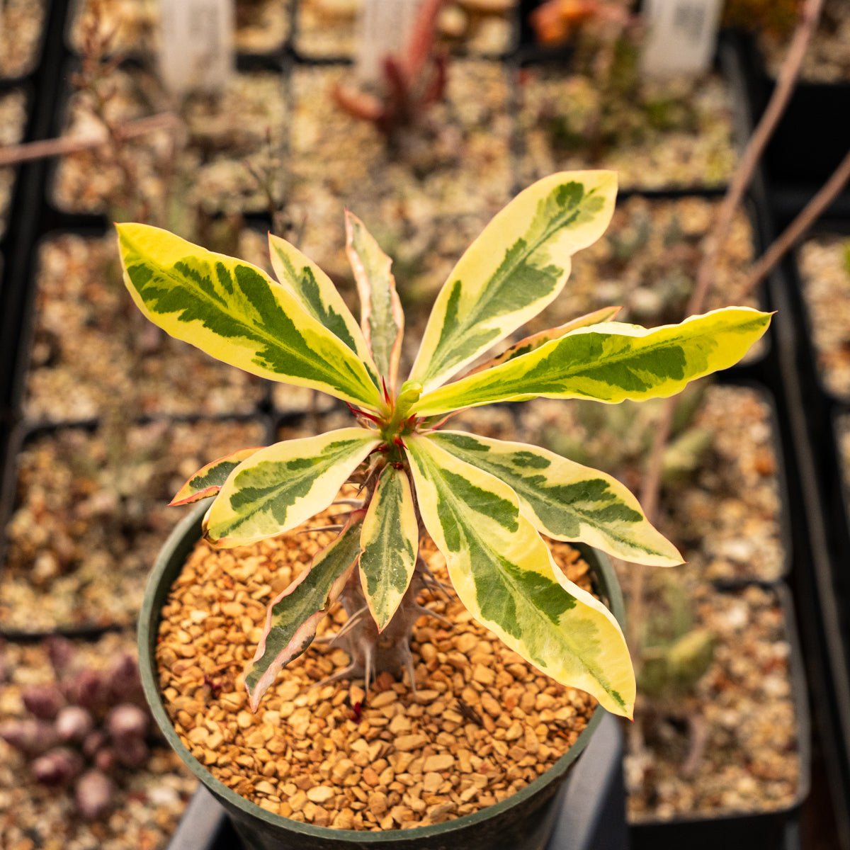Euphorbia milii f. variegata 'Crown of Thorns' - Vivid Root