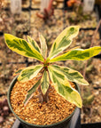 Euphorbia milii f. variegata 'Crown of Thorns' - Vivid Root