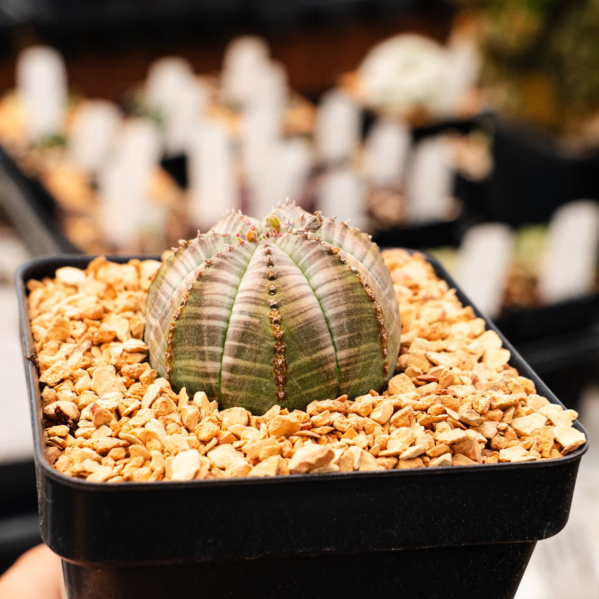 Euphorbia obesa hybrid - Vivid Root