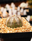 Euphorbia obesa hybrid - Vivid Root