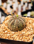 Euphorbia obesa hybrid - Vivid Root