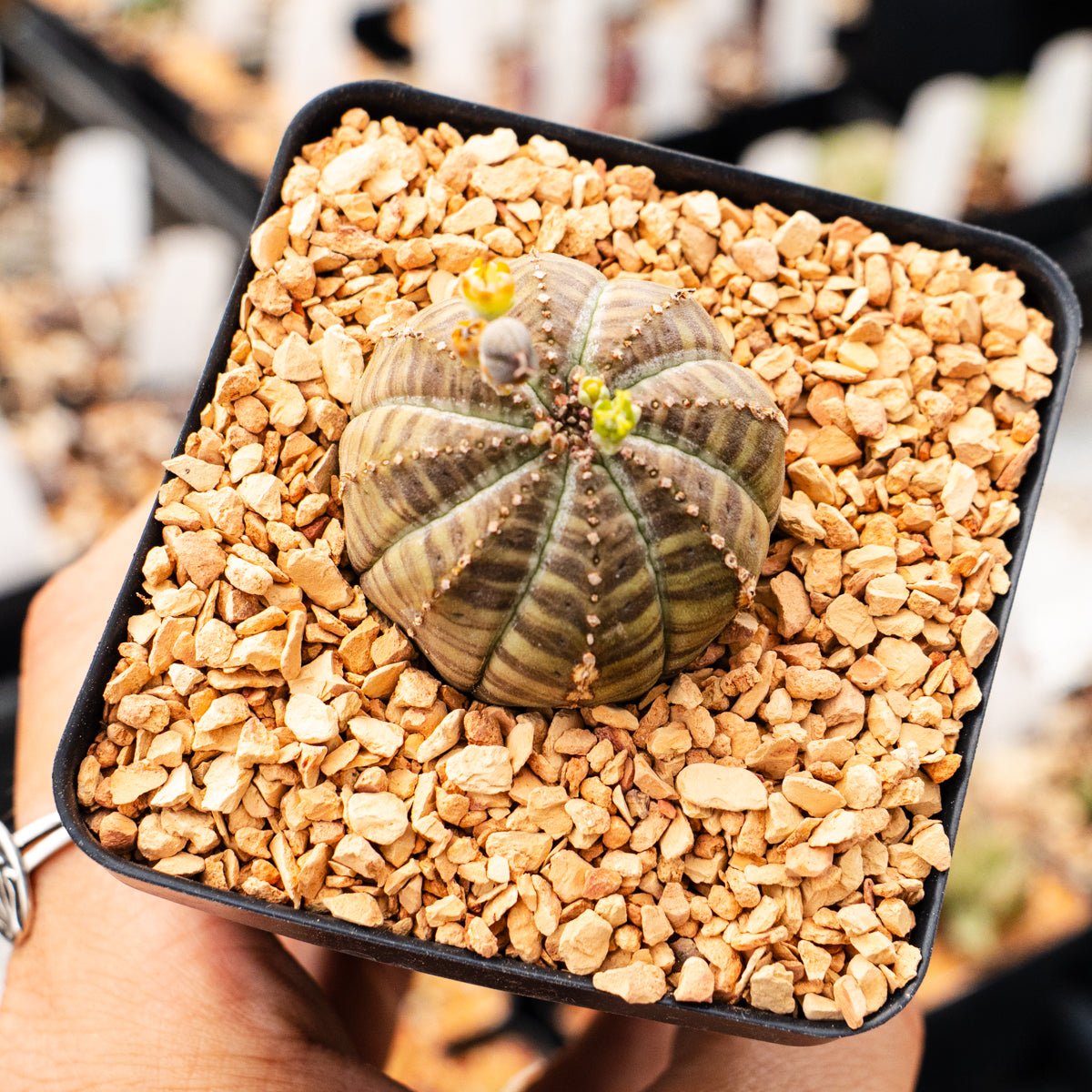 Euphorbia obesa hybrid - Vivid Root