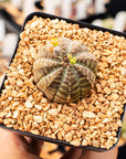 Euphorbia obesa hybrid - Vivid Root