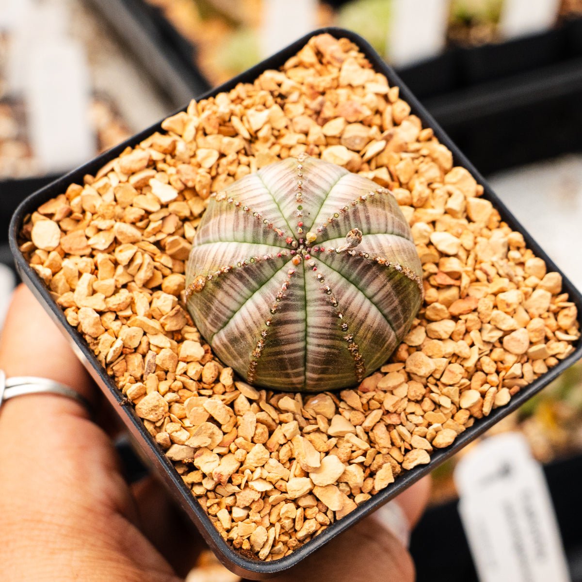 Euphorbia obesa hybrid - Vivid Root