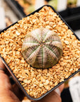 Euphorbia obesa hybrid - Vivid Root