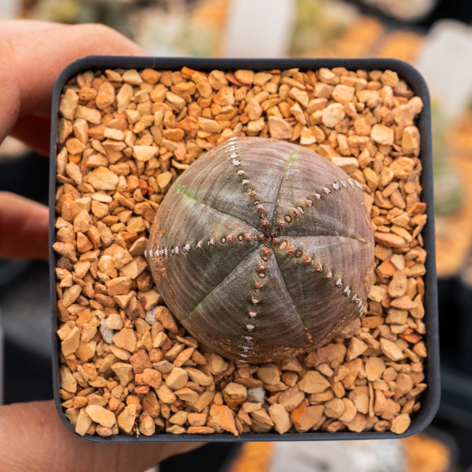 Euphorbia pseudoglobulosa - Vivid Root