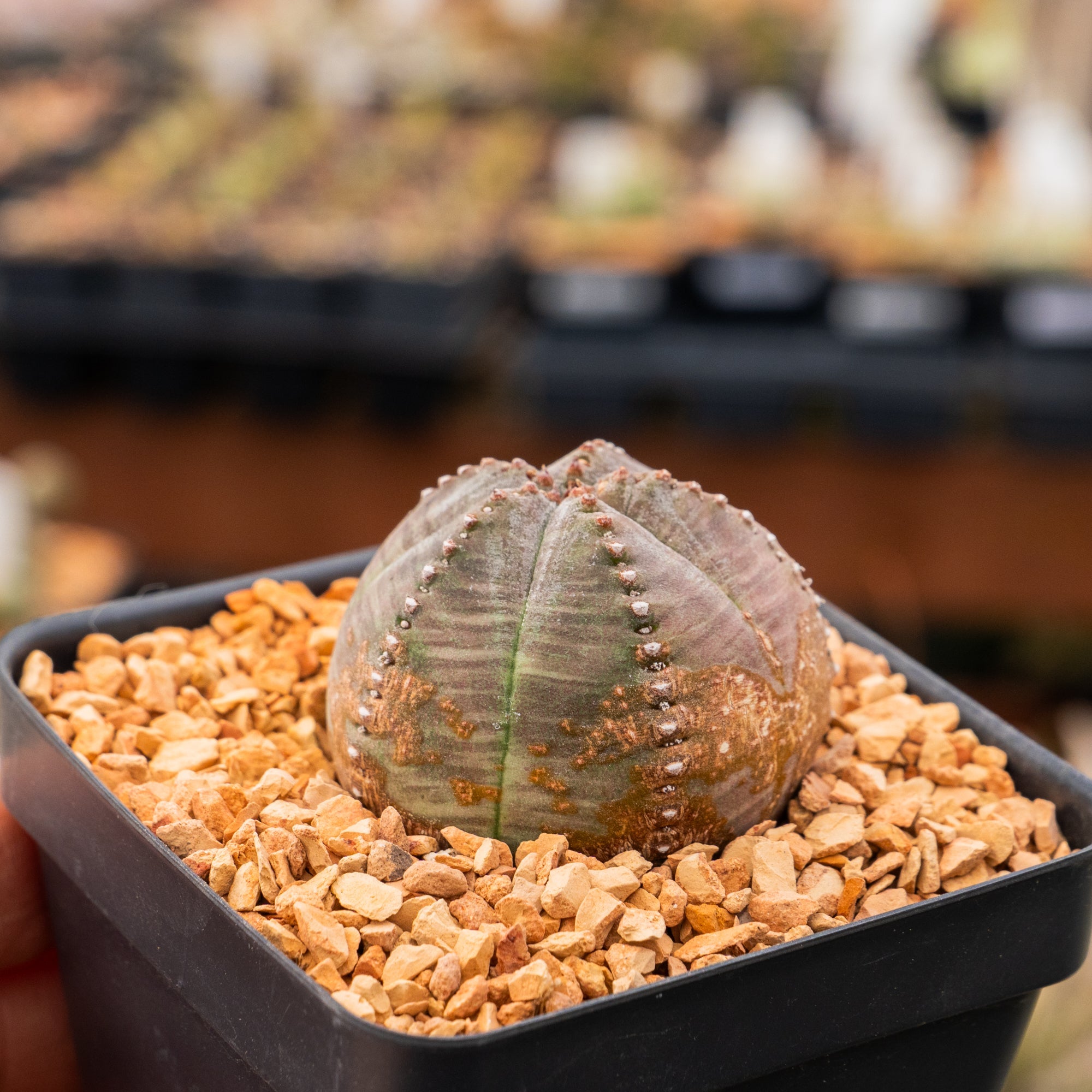 Euphorbia pseudoglobulosa - Vivid Root
