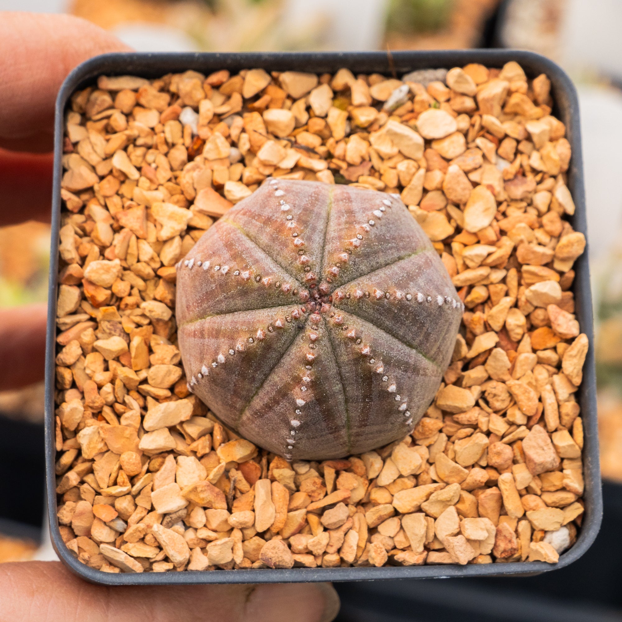 Euphorbia pseudoglobulosa - Vivid Root