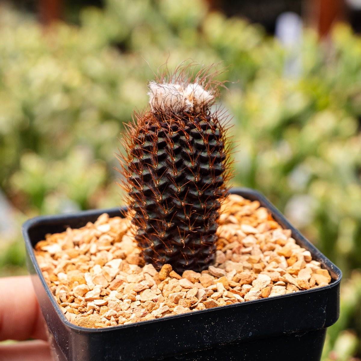 Frailea mammifera subs. angelesiae - Vivid Root