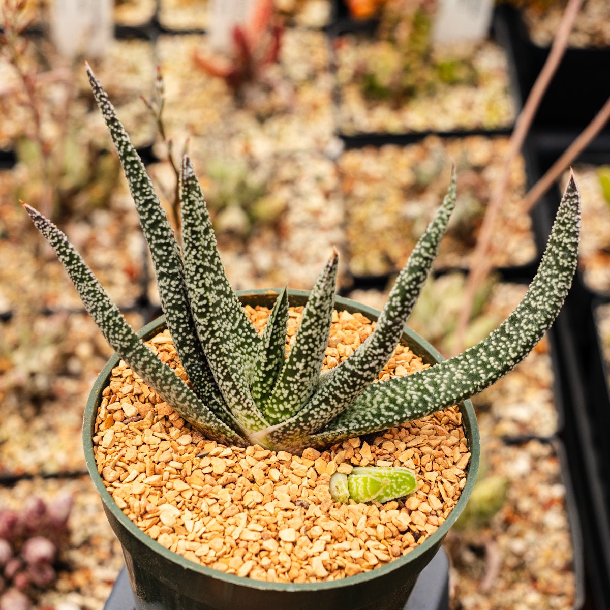 Gasteria carinata - Vivid Root