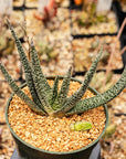Gasteria carinata - Vivid Root