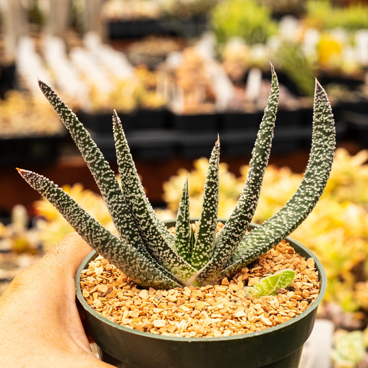 Gasteria carinata - Vivid Root