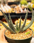 Gasteria carinata - Vivid Root
