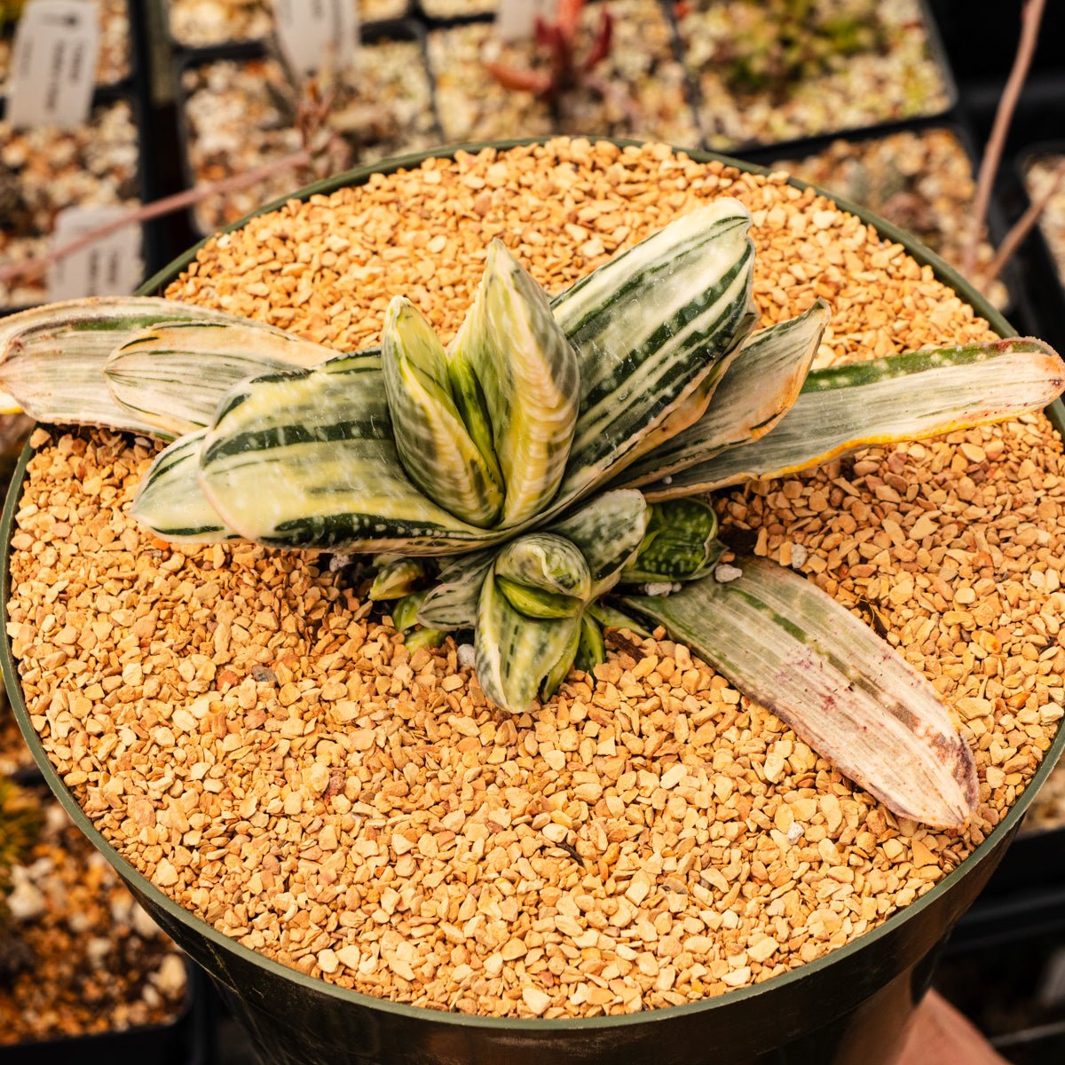 Gasteria 'Fuji Yuki' - White Variegated - Vivid Root