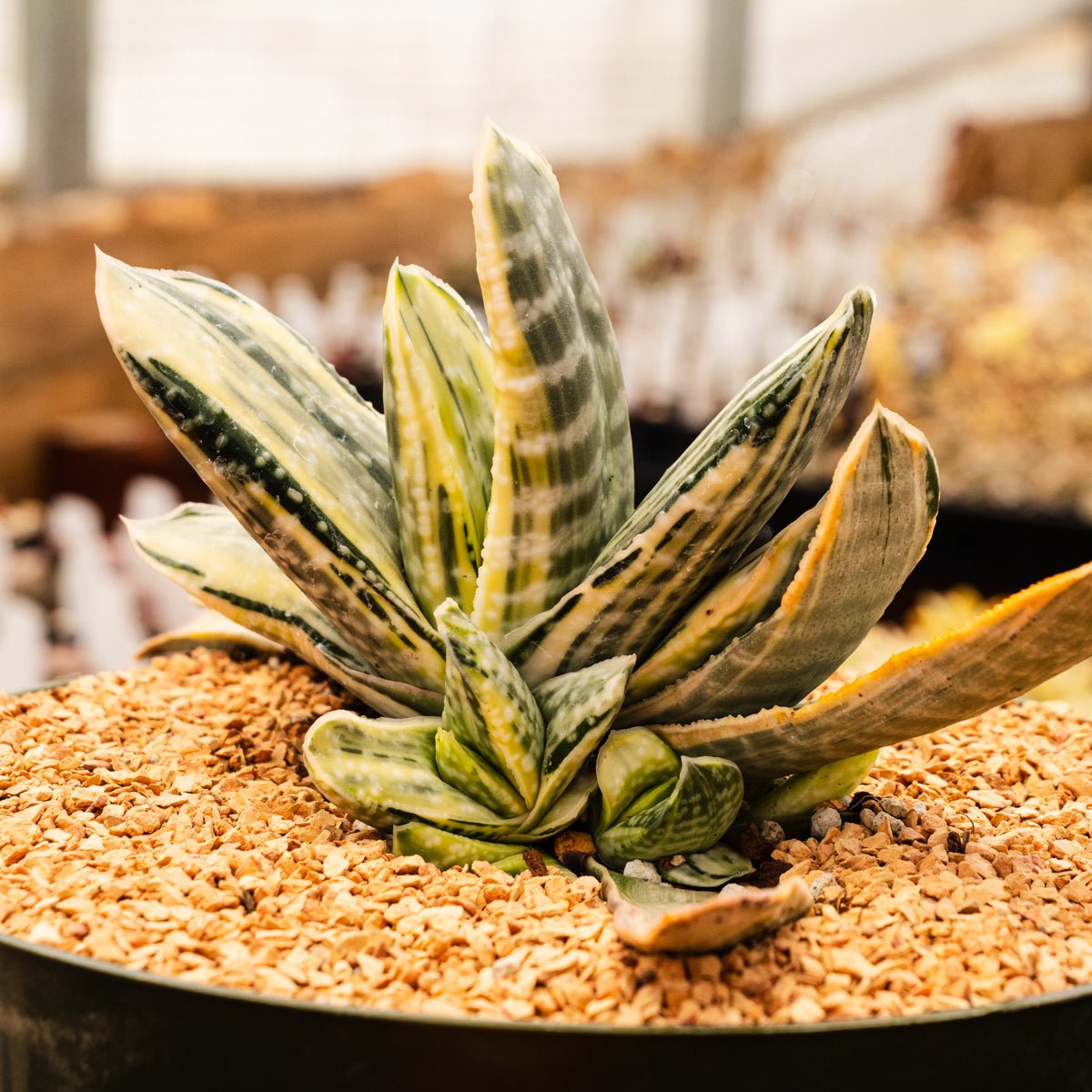 Gasteria 'Fuji Yuki' - White Variegated - Vivid Root