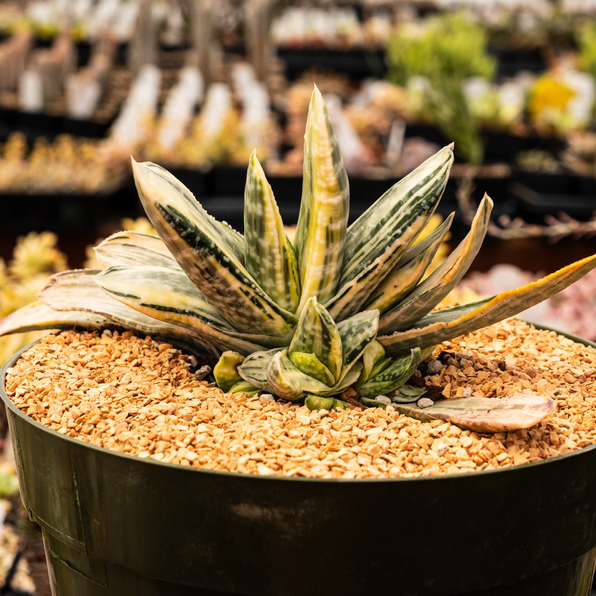 Gasteria 'Fuji Yuki' - White Variegated - Vivid Root