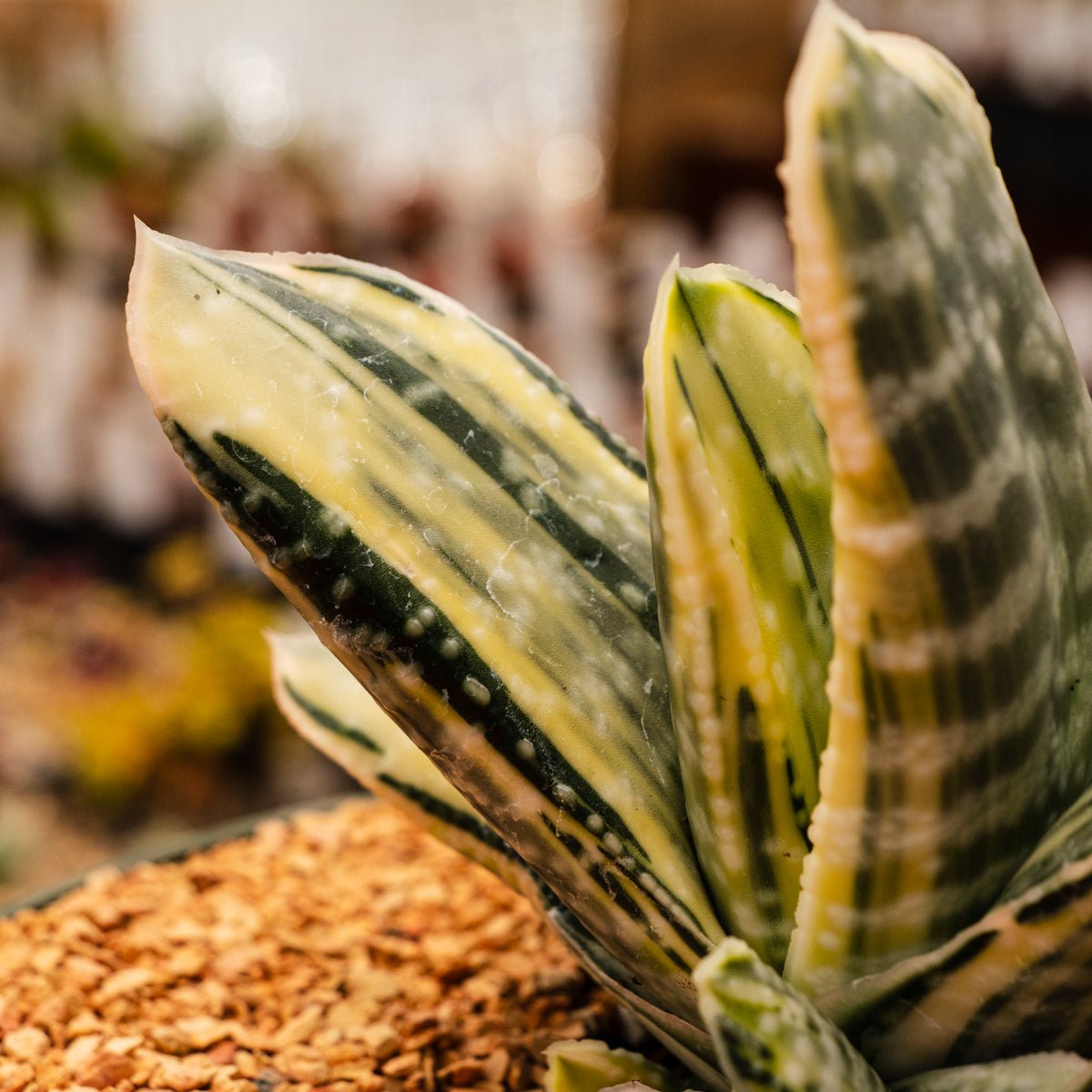 Gasteria 'Fuji Yuki' - White Variegated - Vivid Root