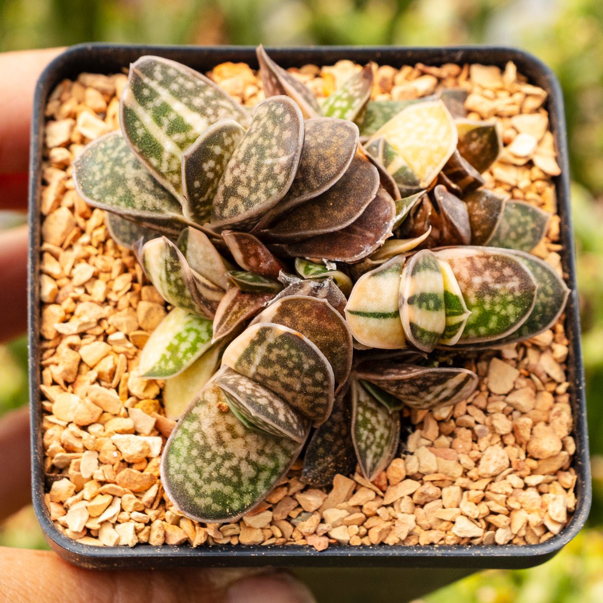 Gasteria gracilis variegata - Vivid Root