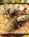 Gasteria gracilis variegata - Vivid Root