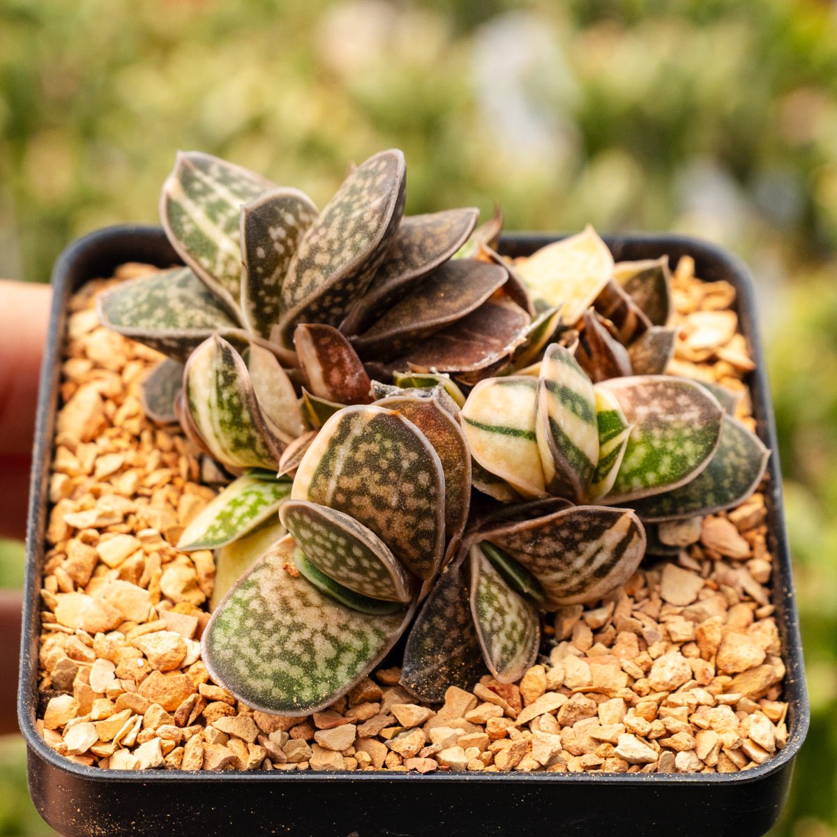 Gasteria gracilis variegata - Vivid Root
