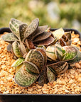 Gasteria gracilis variegata - Vivid Root
