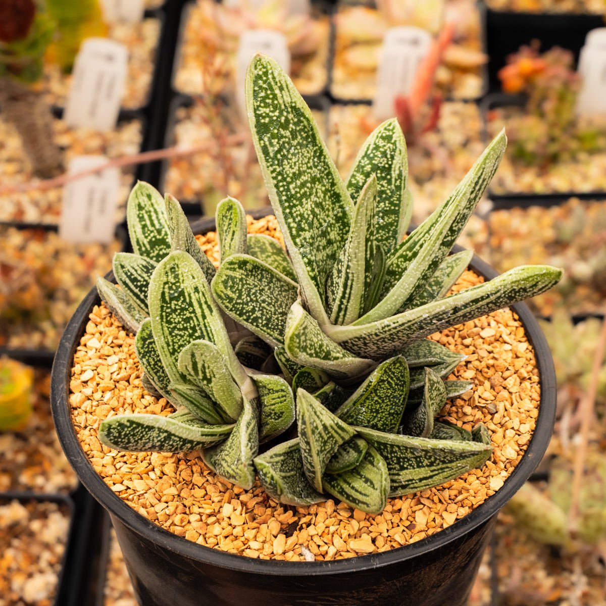 Gasteria 'Little Warty' - Vivid Root