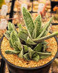Gasteria 'Little Warty' - Vivid Root