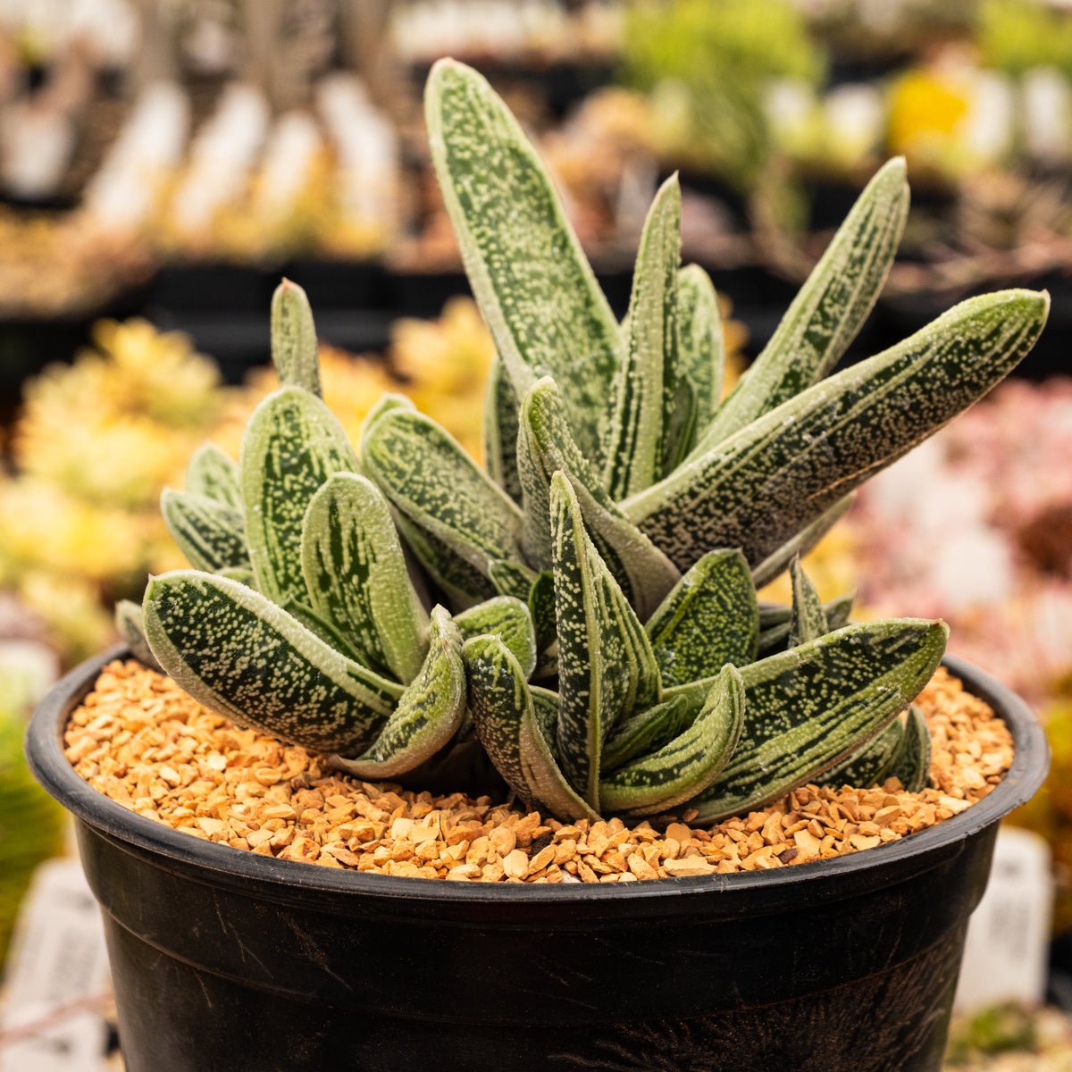 Gasteria 'Little Warty' - Vivid Root