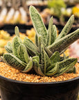 Gasteria 'Little Warty' - Vivid Root