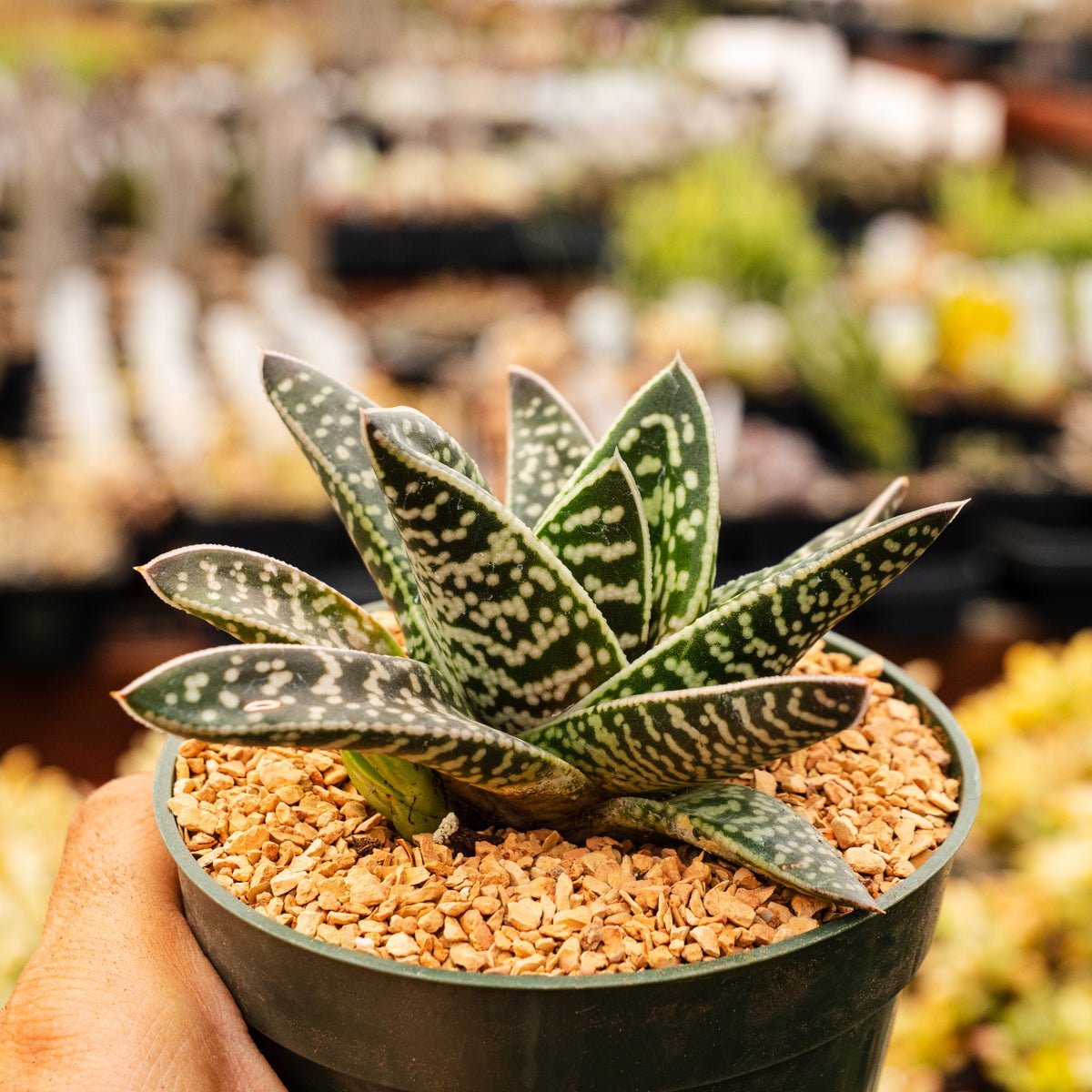 Gonialoe variegata - Tiger Aloe - Vivid Root