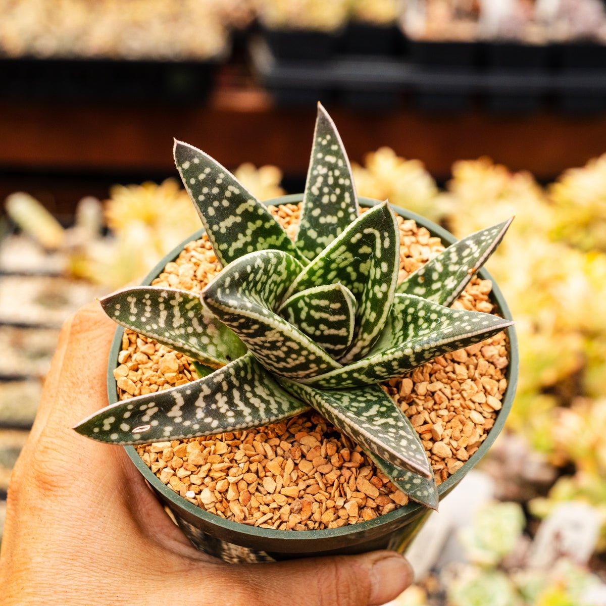 Gonialoe variegata - Tiger Aloe - Vivid Root