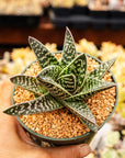 Gonialoe variegata - Tiger Aloe - Vivid Root