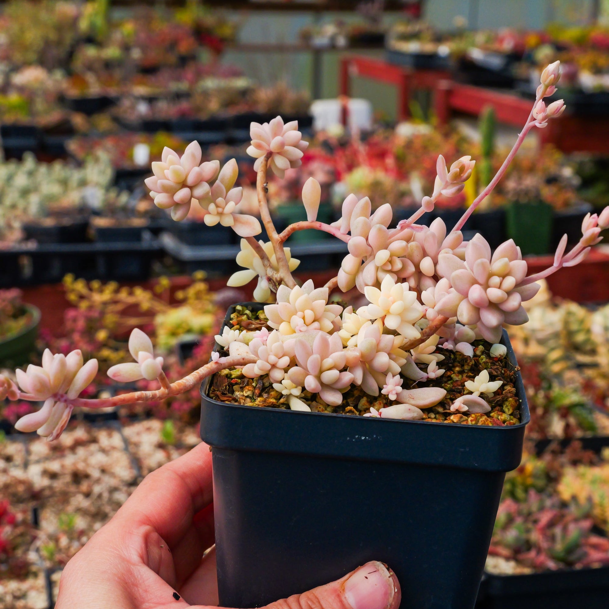 Graptopetalum 'Mirinae' variegated - Vivid Root