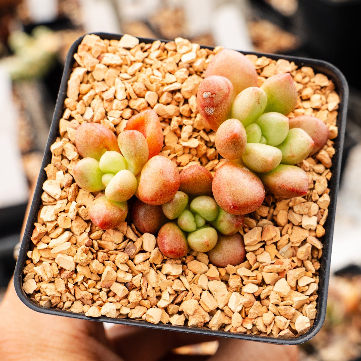 Graptopetalum 'Vanguard Party' - Vivid Root