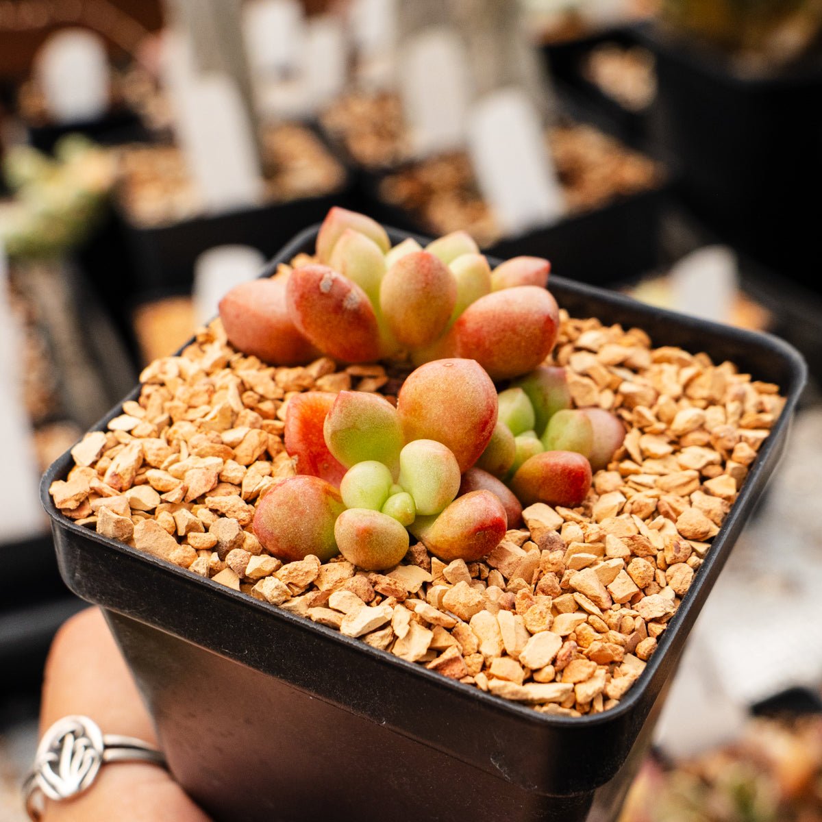 Graptopetalum 'Vanguard Party' - Vivid Root
