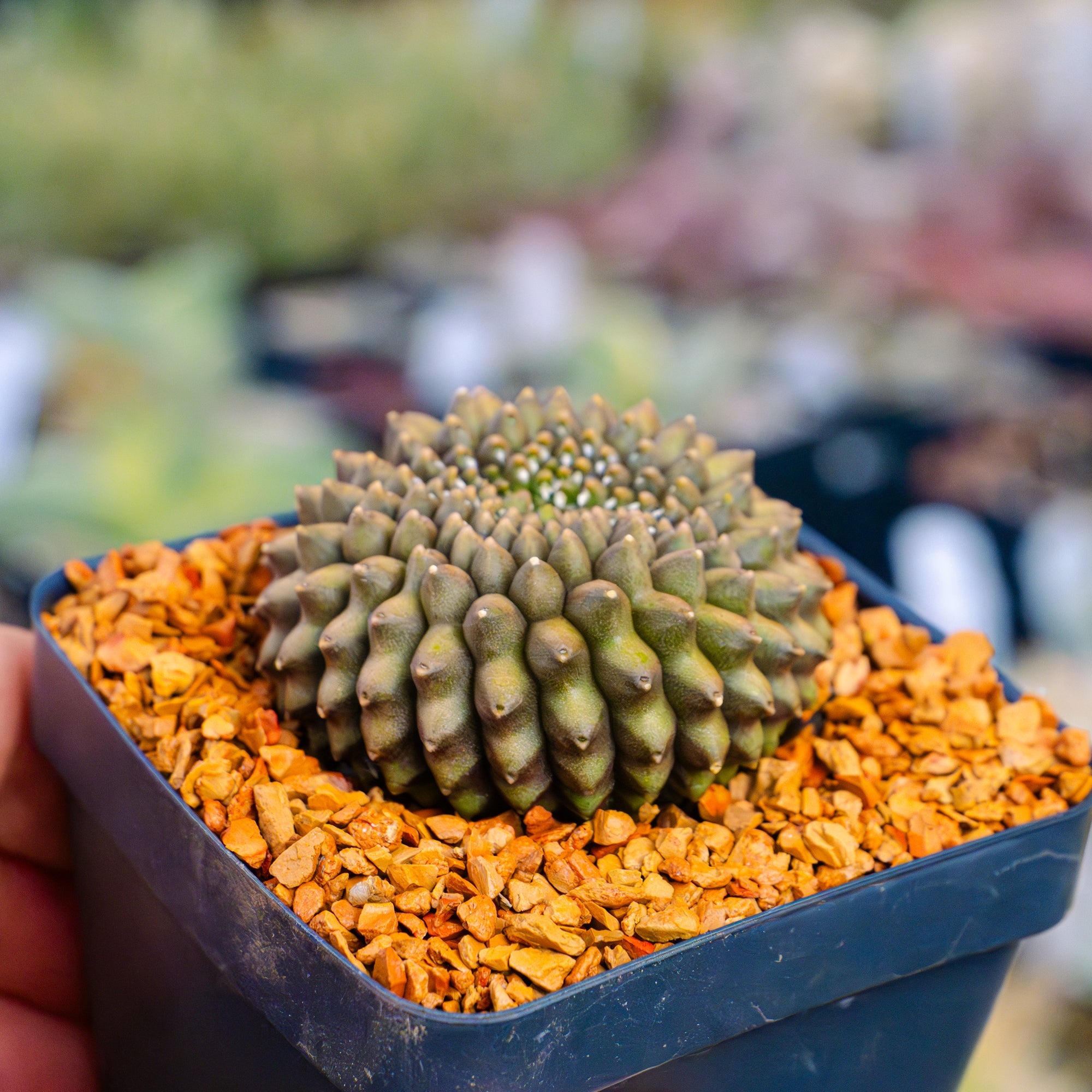 Gymnocalycium mihanovichii f. inermis crested – Vivid Root