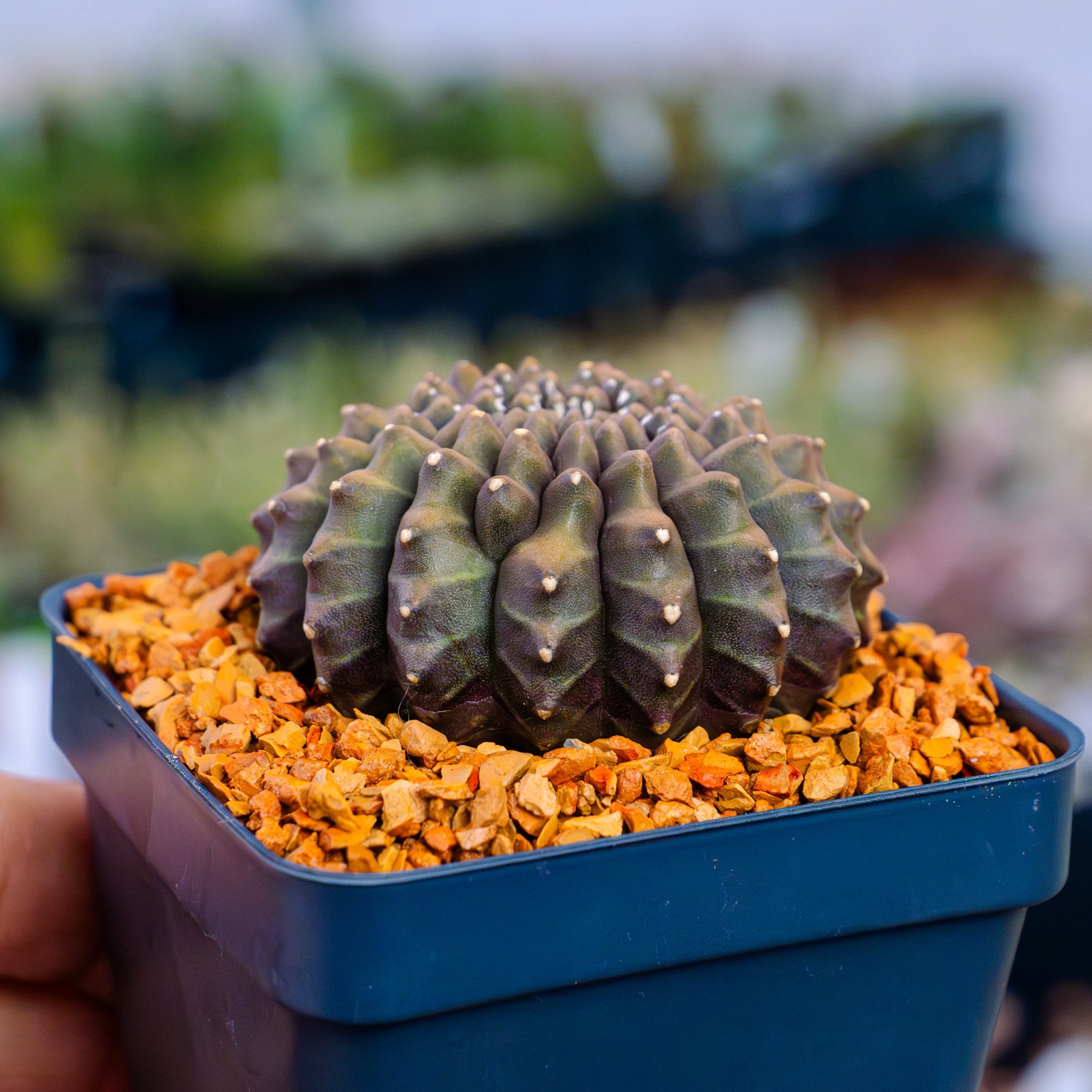 Gymnocalycium mihanovichii f. inermis crested – Vivid Root