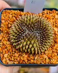 Gymnocalycium mihanovichii f. cristata inermis | One & Only | E - Vivid Root