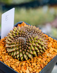 Gymnocalycium mihanovichii f. cristata inermis | One & Only | E - Vivid Root