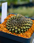 Gymnocalycium mihanovichii f. cristata inermis | One & Only | F - Vivid Root
