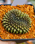 Gymnocalycium mihanovichii f. cristata inermis | One & Only | F - Vivid Root