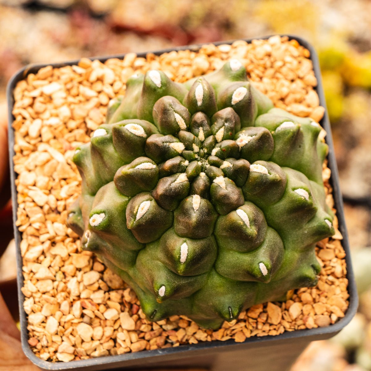 Gymnocalycium mihanovichii f. monstrose - Vivid Root