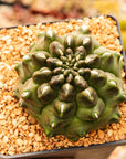 Gymnocalycium mihanovichii f. monstrose - Vivid Root