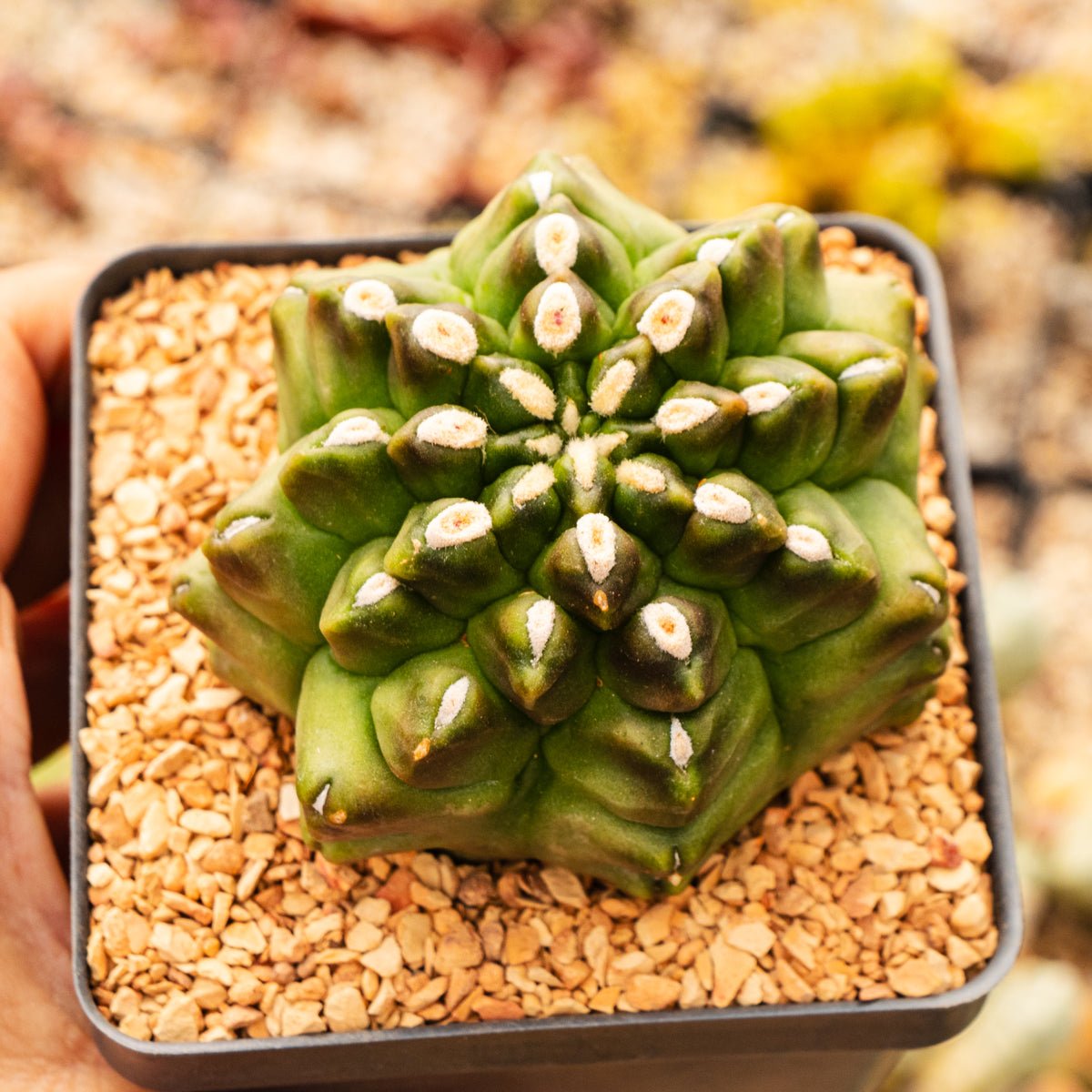 Gymnocalycium mihanovichii f. monstrose - Vivid Root