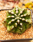 Gymnocalycium mihanovichii f. monstrose - Vivid Root