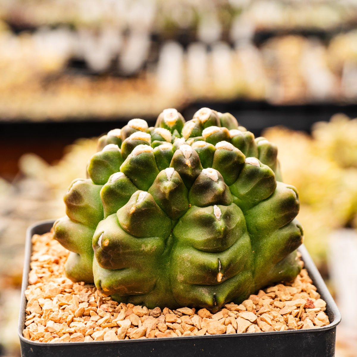Gymnocalycium mihanovichii f. monstrose - Vivid Root